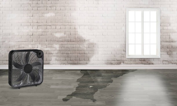 Best Carpet water damage restoration  in Peaceful Valley, WA